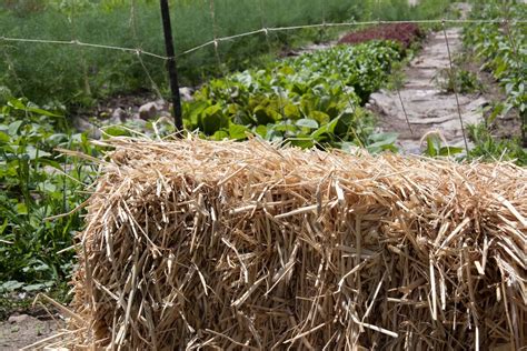 The Basics Of Straw Bale Gardening • Insteading