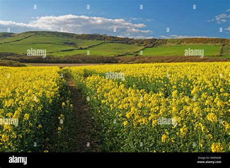 Ukdorsetkimmeridge Rapeseed Field In Full Bloom Stock Photo Alamy