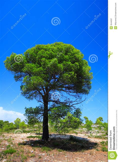 Isolated Green Pine Tree Stock Image Image Of Summer 3544037