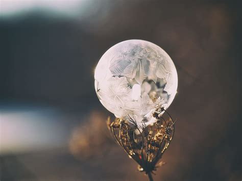 Hd Wallpaper Crystal Ball Glass Round Plant Bokeh Blur Stem