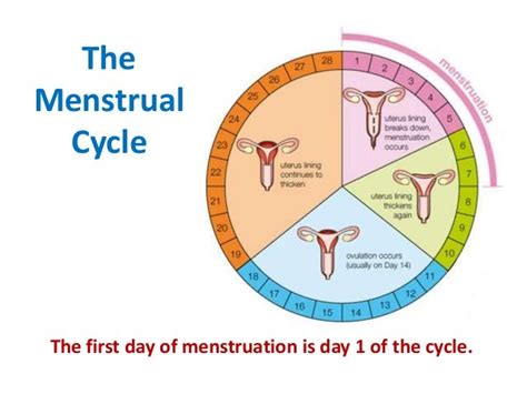 😎 Four Stages Of Menstrual Cycle Menstrual Cycle 2019 01 07