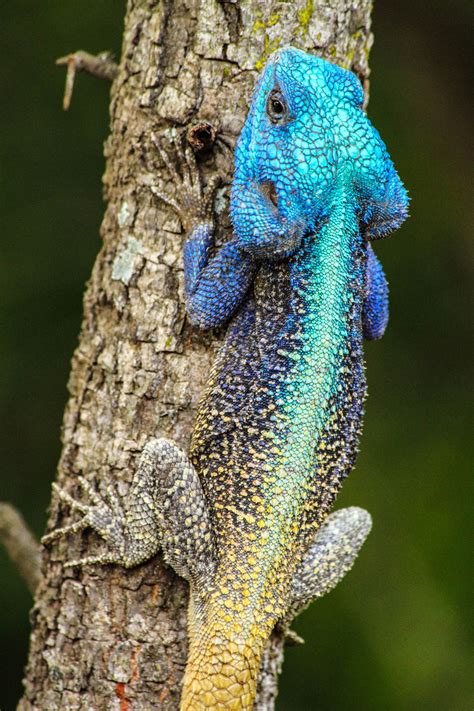 A Male Blue Headed Agama In Breeding Colouration On A Branch In Kruger