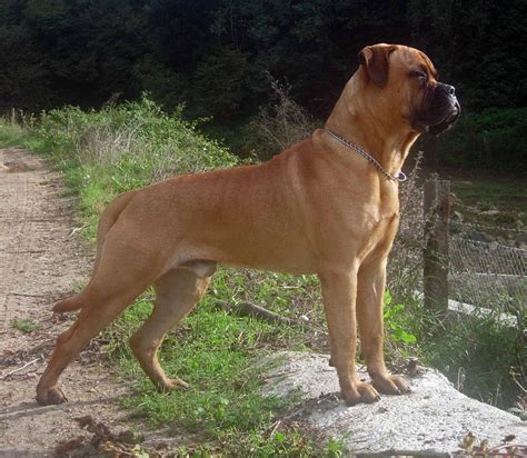 Well you're in luck, because here they come. Bullmastiff - All Big Dog Breeds