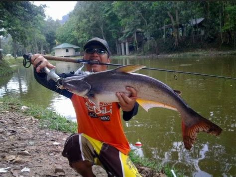 Ikan patin merupakan salah satu jenis ikan yang digemari banyak orang. Pengen Mancing Ikan Patin Kolam Harian? Ini Dia Umpan ...