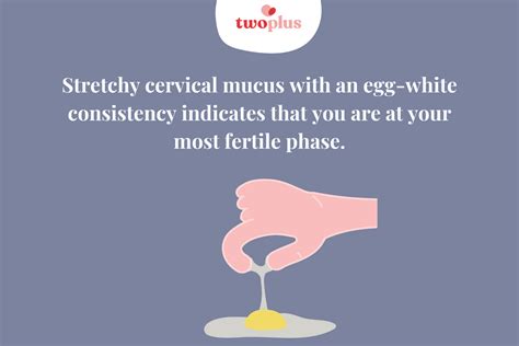 how to use cervical mucus aka ovulation discharge to tell if you re fertile twoplus