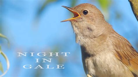 Singing Nightingale Amazing Bird Song Song Bird Nightingale