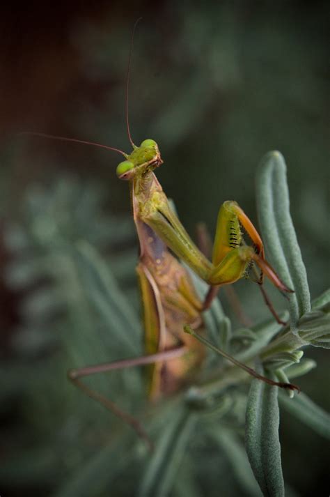 In Our Front Garden Praying Mantises Are So Cool Peakbaggertrin