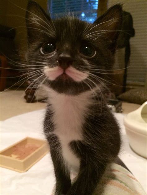Last Day With Mustache He Is One Of Five Kittens Ive Bottle Fed Since