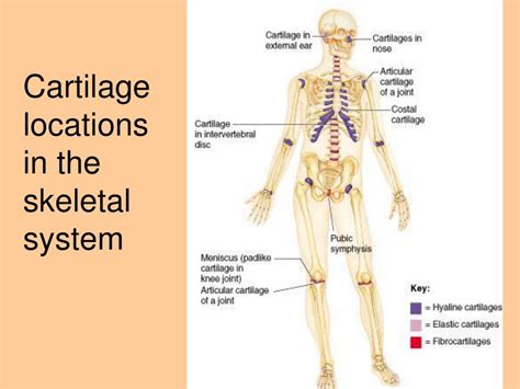 Ppt Bones And The Skeletal System Powerpoint Presentation Free