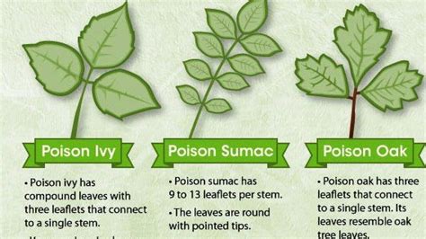 Knowing The Difference Between Poisonous Plants Poisonous Plants