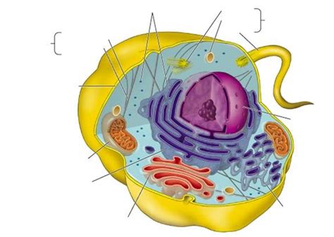 Flagellum, Ribosomes, Cell membrane, Nucleus, Mitochondri
