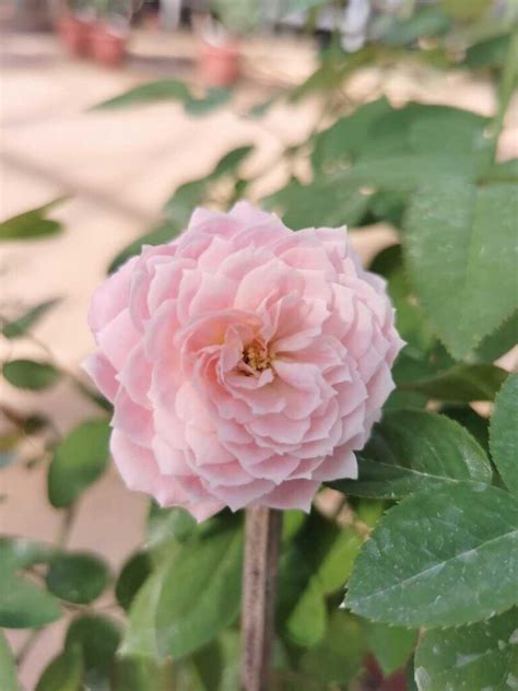 Rosalyn Rose Rose Plants • Teo Joo Guan