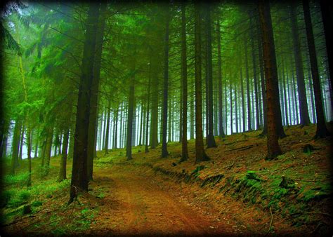 Hd Forest Trees Road Nature Fog Free Desktop Background