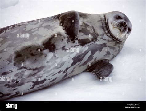 Weddell Seal King George Island Antarctica Stock Photo Alamy
