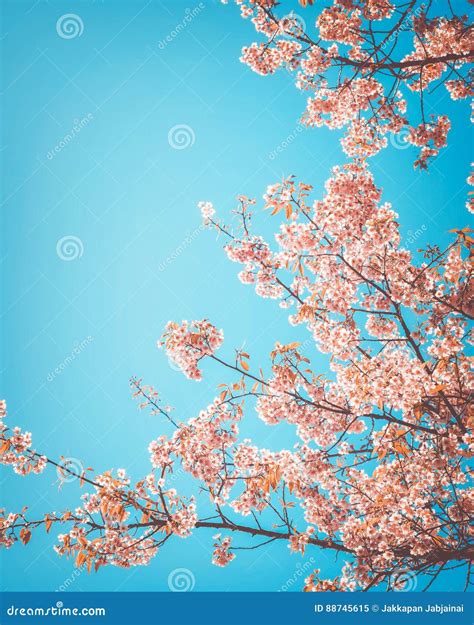Beautiful Vintage Sakura Tree Flower Cherry Blossom In Spring Royalty