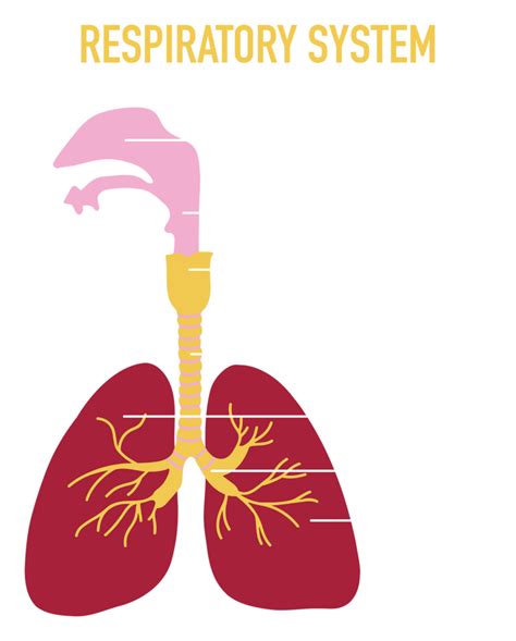 Respiratory System Pngs For Free Download