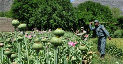 Afghanistan Opium Poppy Cultivation Up 7 Percent Un Says Cbs News