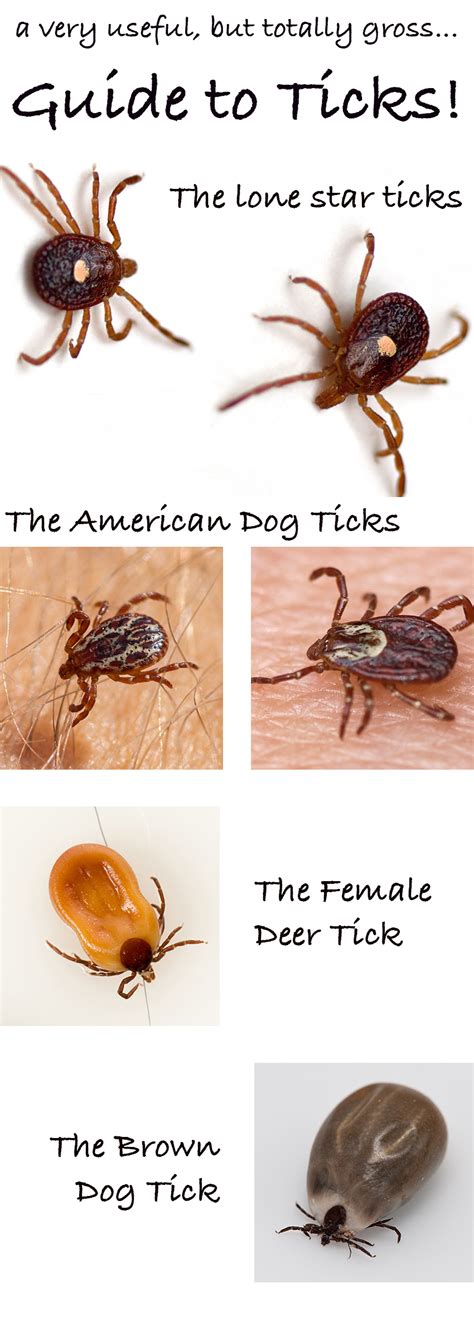 What To Ticks Look Like On Dogs