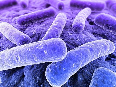 Gram Positive Bacteria ~ Biological Science Help Blog