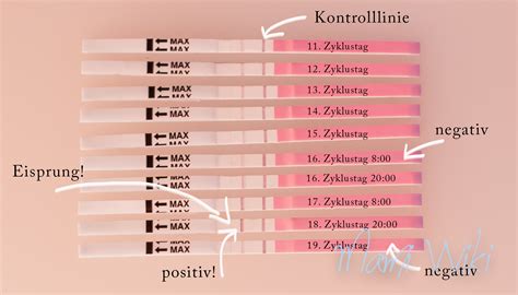 Ebenso kann man fragen, wann ist die frau am fruchtbarsten?. Ovulationstest | MamiWiki