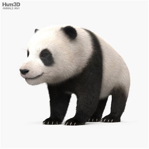 Panda Cub 3d Model Download Animals On