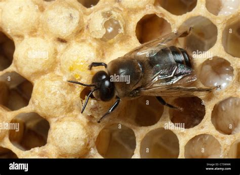 European Honey Bee Western Honey Bee Apis Mellifera Apis Mellifica