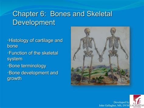 Chapter 6 Bones And Skeletal Development