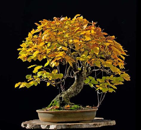 Fagus Sylvatica European Beech Bonsai Plants Garden