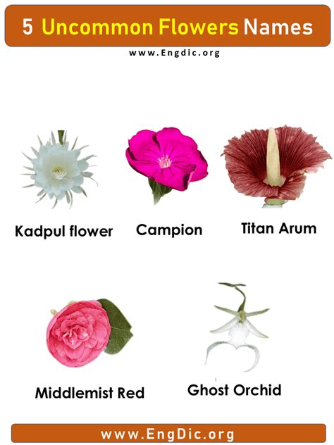 5 Uncommon Flower Names With Pictures Engdic