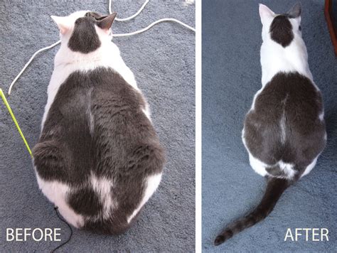 Top 7 best cat foods for overweight cats. Cat weight loss | darmalanas