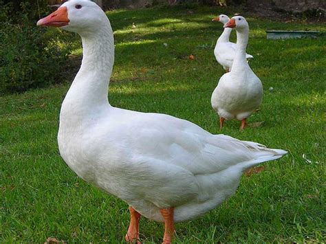 Domestic Goose Domesticated As Poultry And Guard At Farms