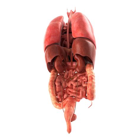 Internal Organs 3d Model Ad Internalorgansmodel Human