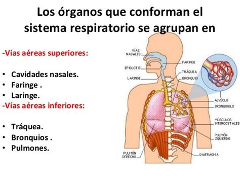 El Sistema Respiratorio