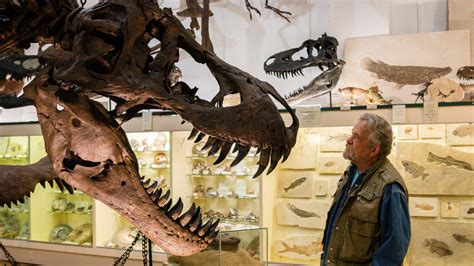 Tyrannosaurus Rex Roamed Western North America Around 68 To 66 Million
