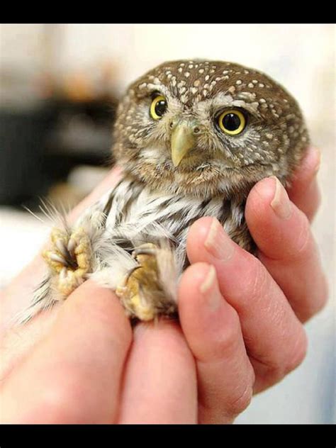 Cute Little Owl Baby Owls Owl Cute Animals