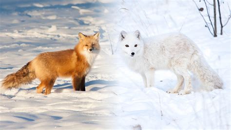 Are Arctic Foxes Dangerous To Humans Kwhatdo