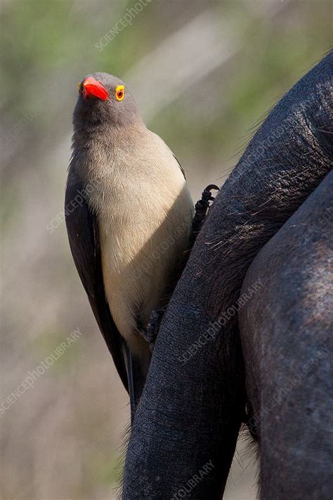 A Red Billed Oxpecker Stock Image F0254041 Science Photo Library