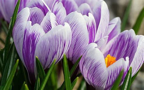 Pink Purple Crocuses Spring Flowers Background With Crocuses Purple