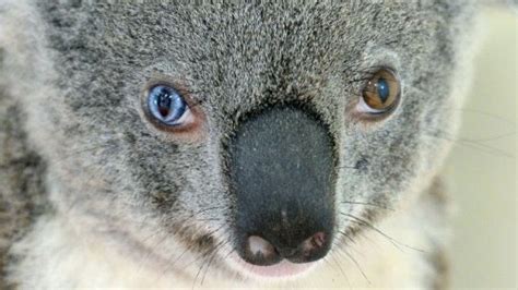 ‘bowie The Koalas Eyes Intrigue Australian Vets