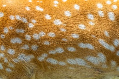 Texture Of Spotted Deer Skin Stock Photo Close Up Stock Photo Image