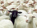 10 of History’s Most Famous Black Sheep - Beliefnet