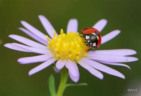Purple And Ladybug By Davvi Redbubble