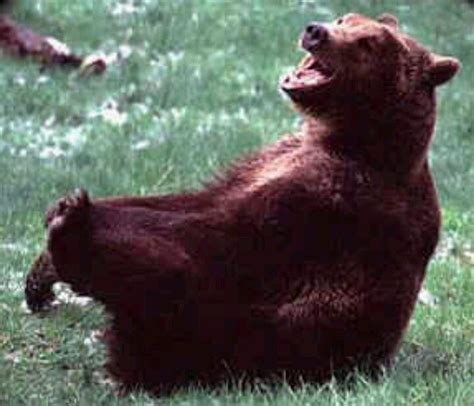 Laugh Bear Laughing Animals Laughter The Best Medicine Wildlife