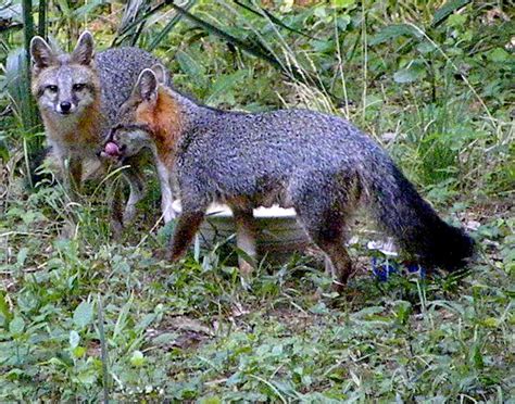 The Friendly Gray Foxes Photographstext And Videos By Sandra L Russell