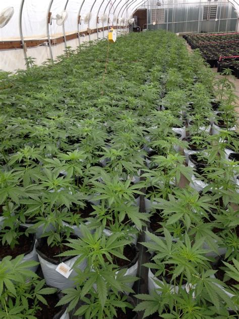 Maybe you would like to learn more about one of these? WA Tier 3 - i502 update! - Humboldt Seeds