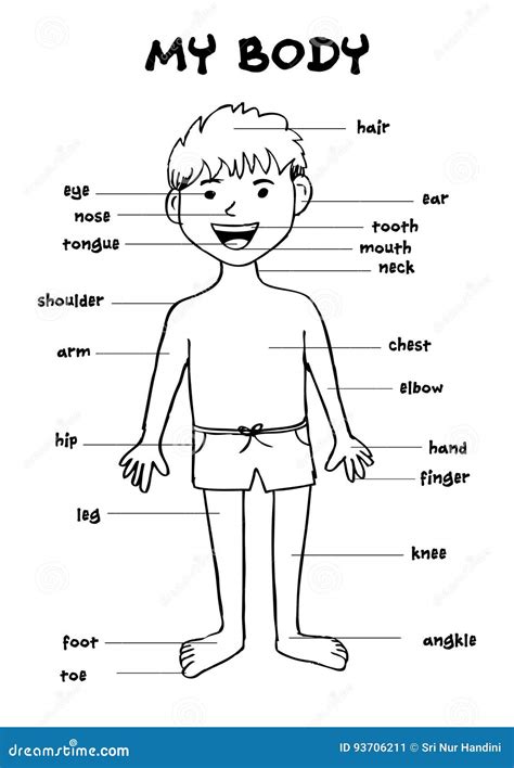 My Body` Educational Info Graphic Chart For Kids Cartoon Vector