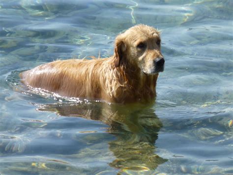 Can Golden Retrievers Swim In A Lake Tips And Safety Info All About