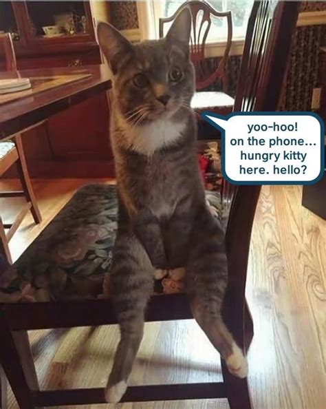 Kitteh Is Nonpussed Lolcats Lol Cat Memes Funny Cats Funny