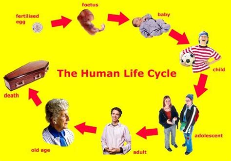Showing Stages Of A Human Life Cycle Pictures Human Life Cycle Life