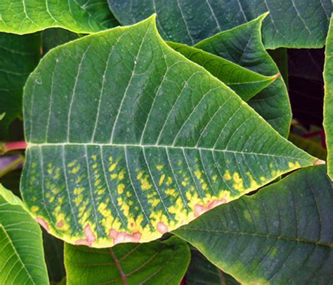 It serves as a building block for chlorophyll which is essential for photosynthesis. Magnesium deficiency in poinsettia - Floriculture ...